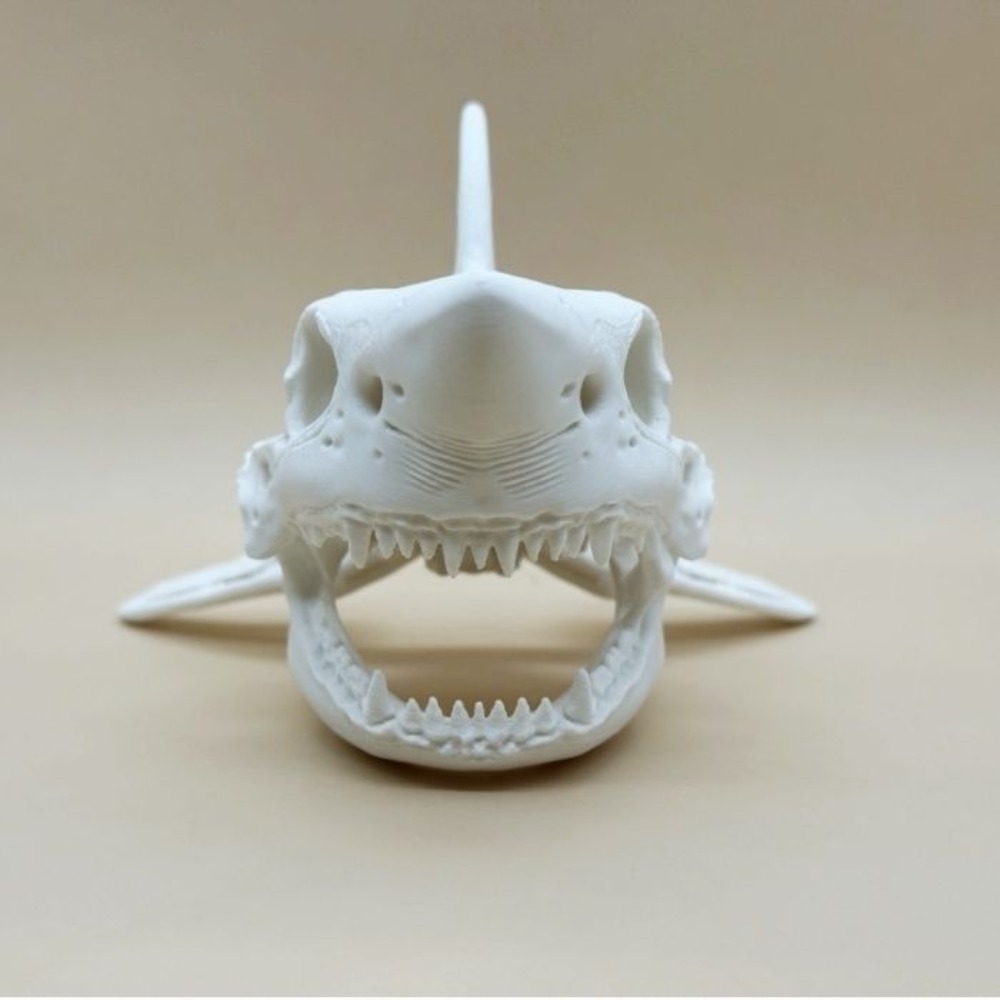 3D Printing Shark Skull Skelet - огляд і ціна Aquarium Fish Shark